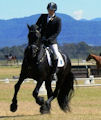 Horse Show - Ollie (Friesian)