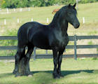 Friesian Horse